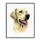 Stupell Industries Labrador Retriever Energetic Portrait Expression Canine Pet Painting Framed Giclee Design By Grace Popp